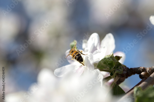 Honeybee collecting pollen at a pink flower blossom
