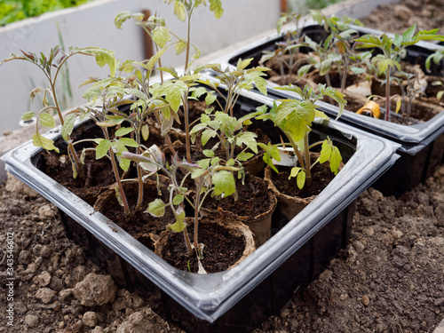 Fotografie seedlings of vegetables on a bed in a greenhouse