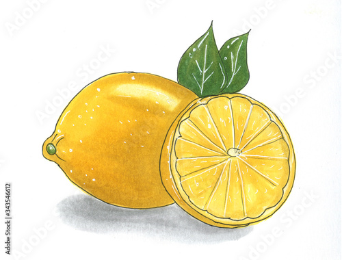 Lemon hand drawn marker illustration. Fruit sketch. Realistic citrus plant with leaves freehand drawing. Design element.