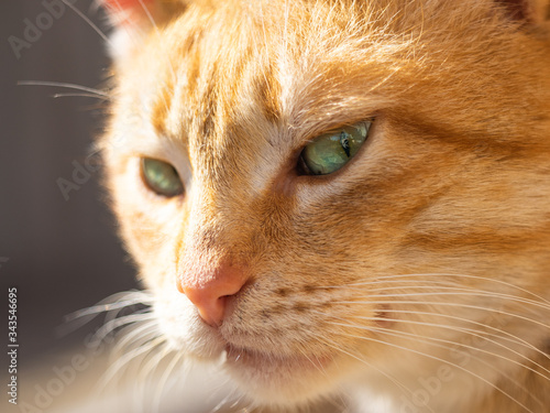 Cute ginger cat is looking side with interest