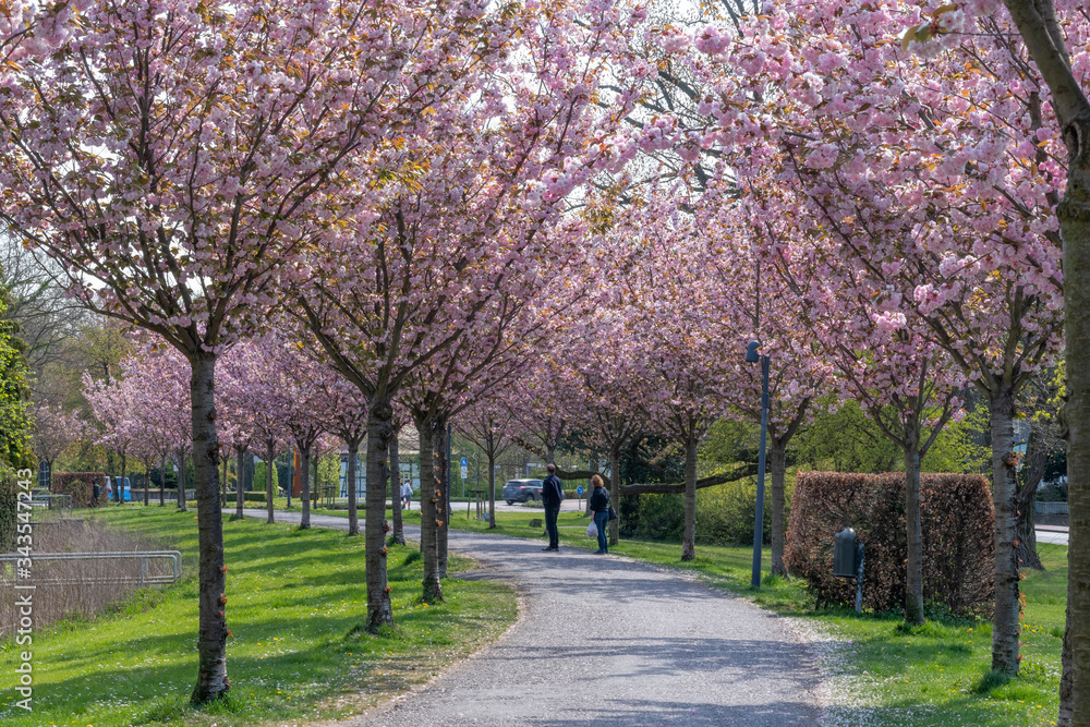 Naklejka premium Kirschenwall Stadthagen