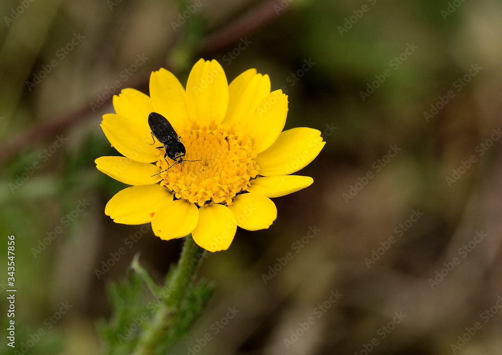 mosca en una flor amarilla con fondo verde Marbella Andalucía España mosca en una flor amarilla con fondo verde Marbella Andalucía España