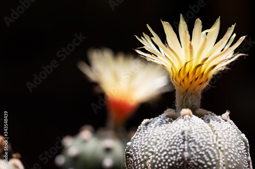 Cactus flower