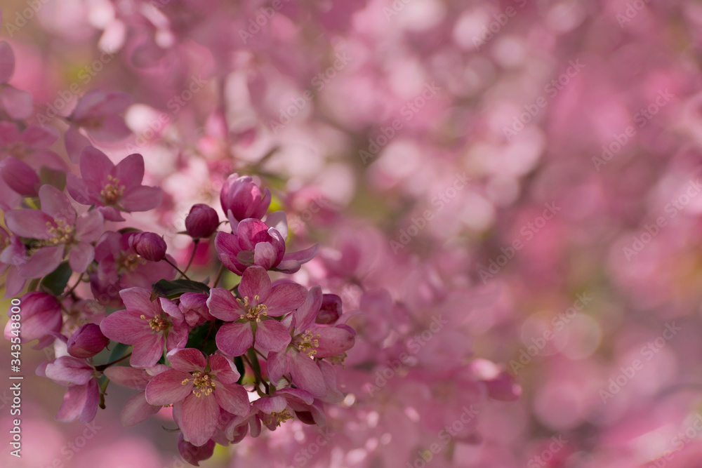 pink apple tree blossom pink apple tree blossom