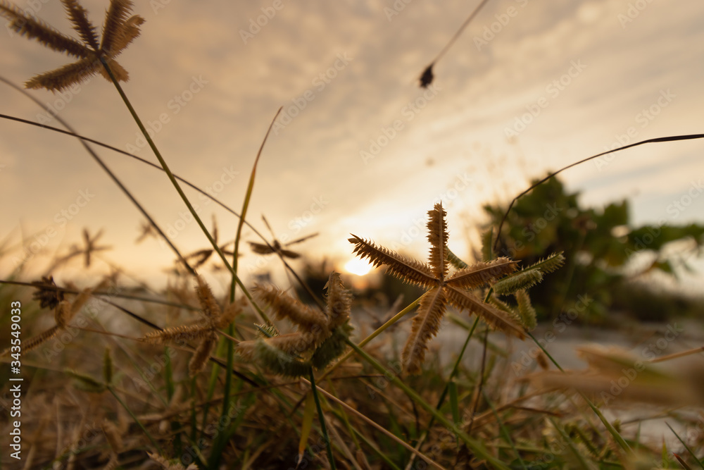 Obraz premium sunset in the grass