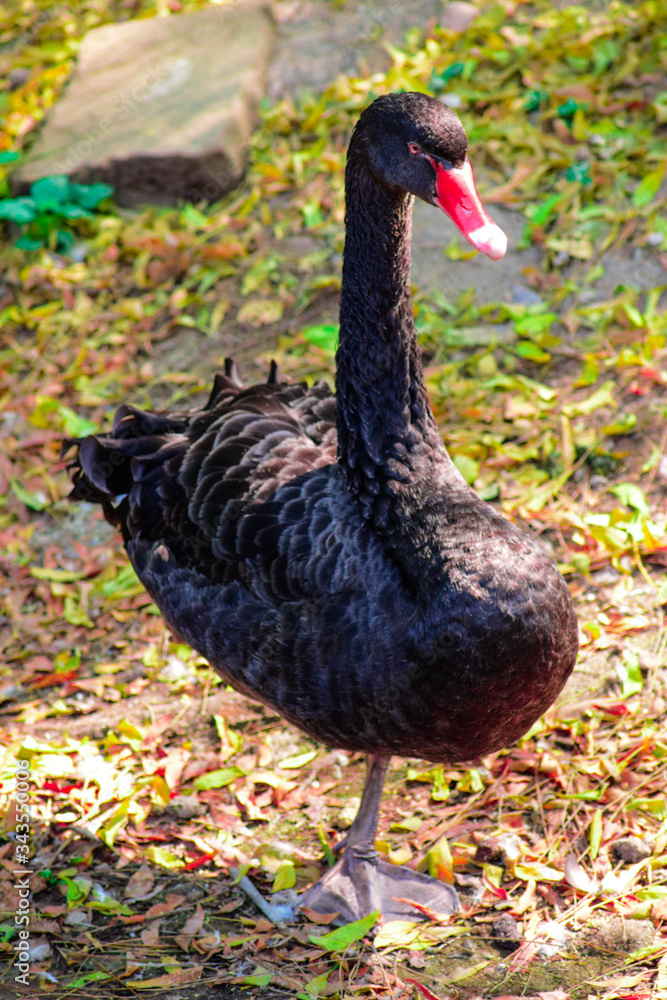 Fototapeta premium duck on the river