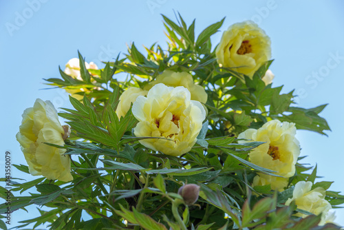 Pivoine arbustive photo