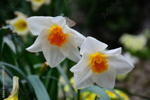 Beautiful and tender daffodils bloomed in early spring. Beauty for the eyes.