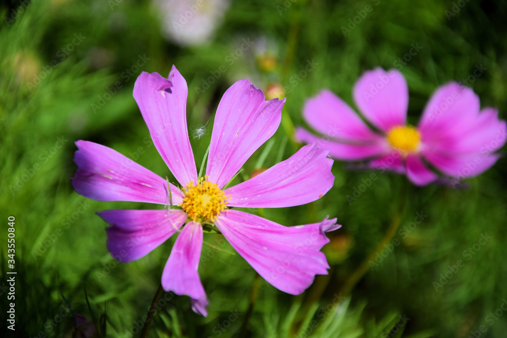 traditional flowers of Greece. organic without fertilizer and spraying traditional flowers of Greece. organic without fertilizer and spraying