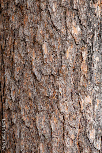 Wallpaper Mural Close-up texture of pine bark and resin on the tree bark. Old wood texture with natural pattern Torontodigital.ca