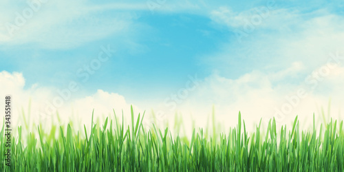 Fototapeta Naklejka Na Ścianę i Meble -  Abstract summer grass field and sky wide backdrop