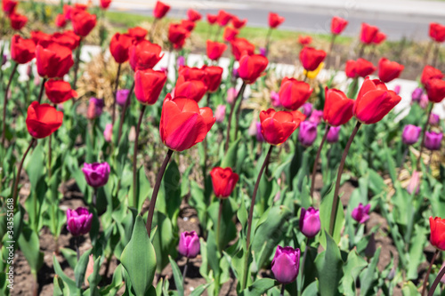 tulips in spring in the flowerbed © Ekaterina