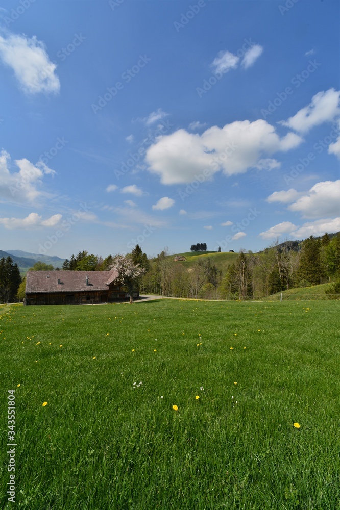 Obraz premium Green meadow with a farmhouse in spring with clouds in the blue sky
