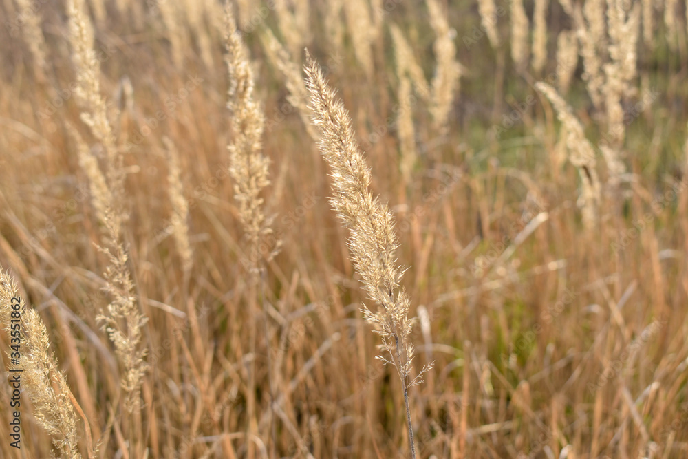 Fototapeta premium golden wheat field
