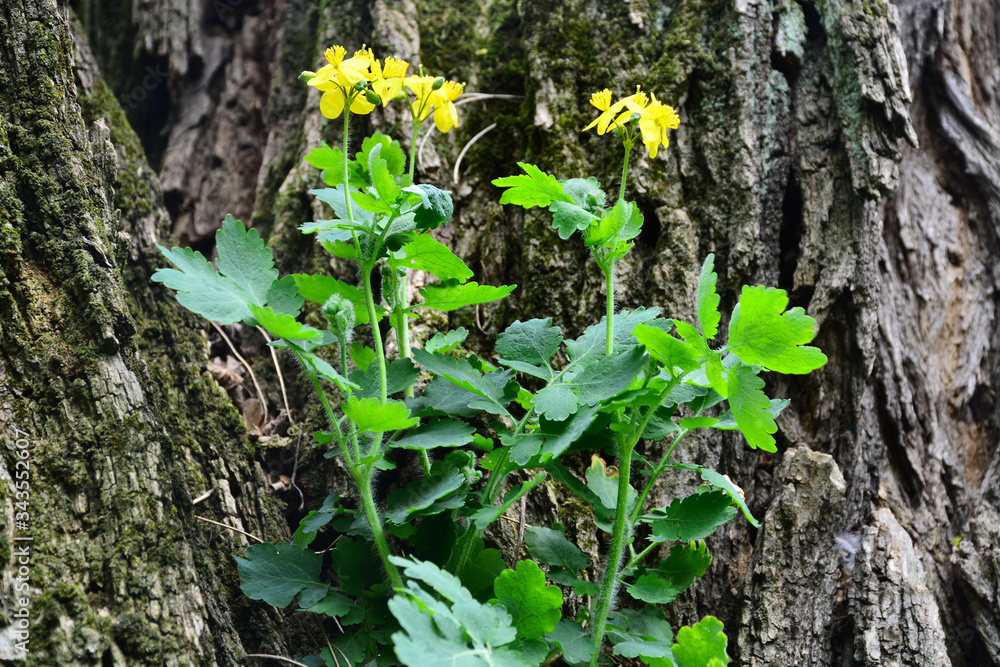 Beautiful yellow summer flowers bloomed in the city park. Beautiful yellow summer flowers bloomed in the city park.