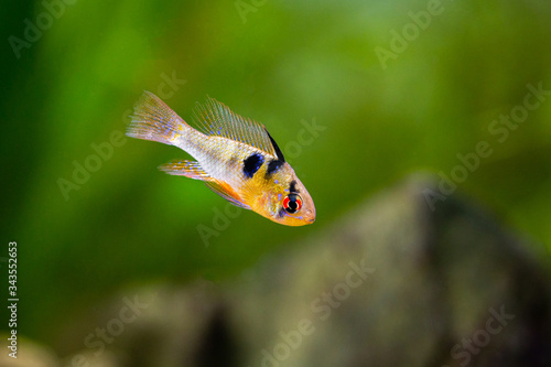 ram cichlid (Mikrogeophagus ramirezi) in a fish tank with blurred background