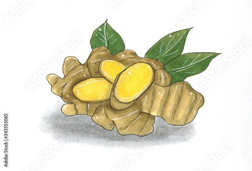 Ginger root hand drawn marker sketch. illustration. Realistic plant with leaves freehand drawing. Design element.