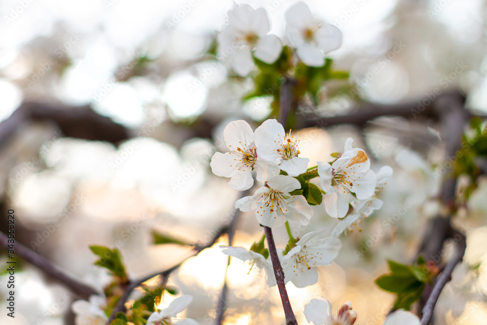 Cherry blossom. Horizontal banner with sakura flowers of white color on blurred sunny backdrop with bokeh lights. Beautiful nature spring background with a branch of blooming tree. Copy space for text Cherry blossom. Horizontal banner with sakura flowers of white color on blurred sunny backdrop with bokeh lights. Beautiful nature spring background with a branch of blooming tree. Copy space for text