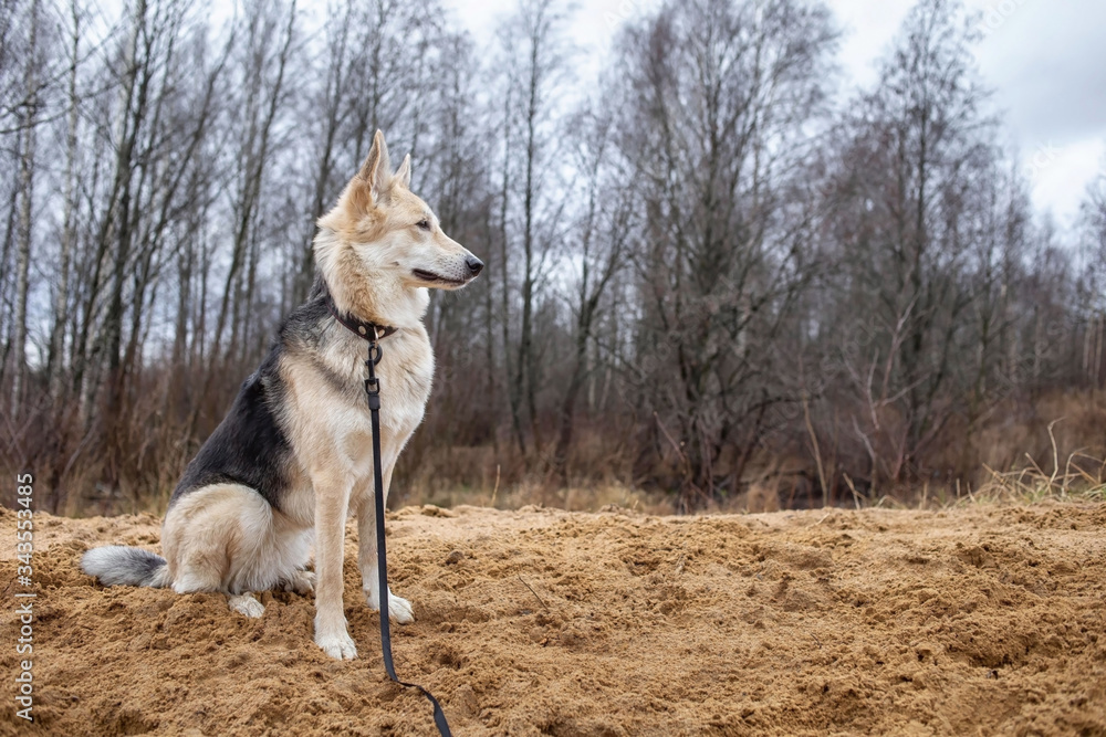 Obraz premium Large mixed breed dog sitting outdoors in summer