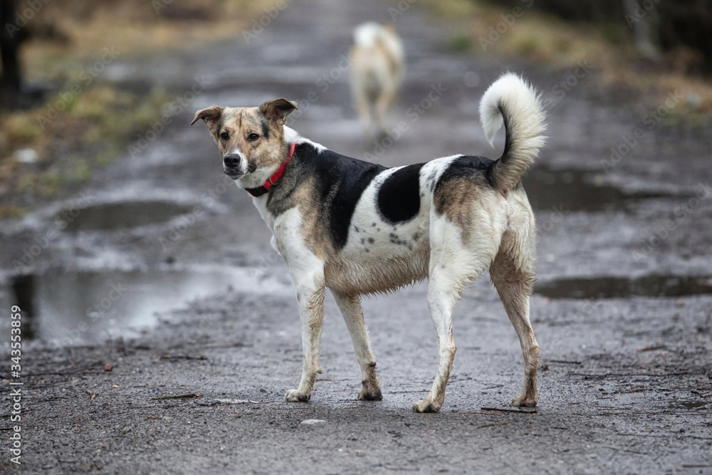 Adorable mixed breed dog standing on dirty road with puddles