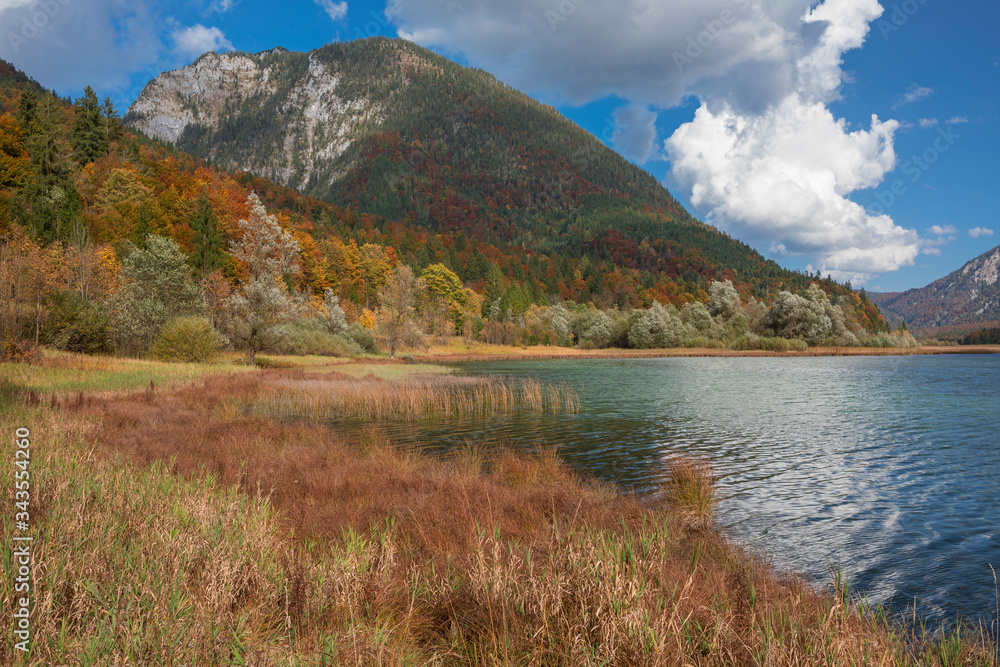 Autumn leaves on trees with reed at lake Weitsee, forest with mountain and water, clouds in the sky, Bavaria Germany.