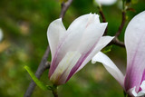Beautiful and delicate spring magnolia flowers. Nature miracle.