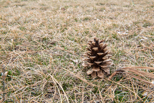 pine cone in grass