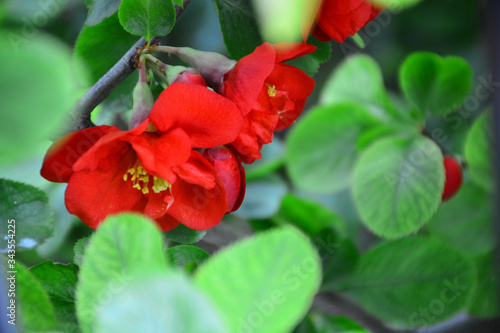 Wallpaper Mural beautiful and delicate flowering shrubs Torontodigital.ca