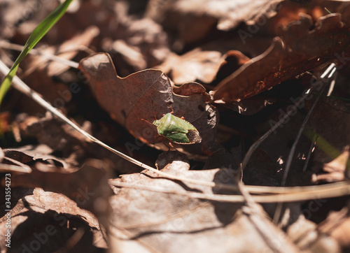 Beetle on the leaf.