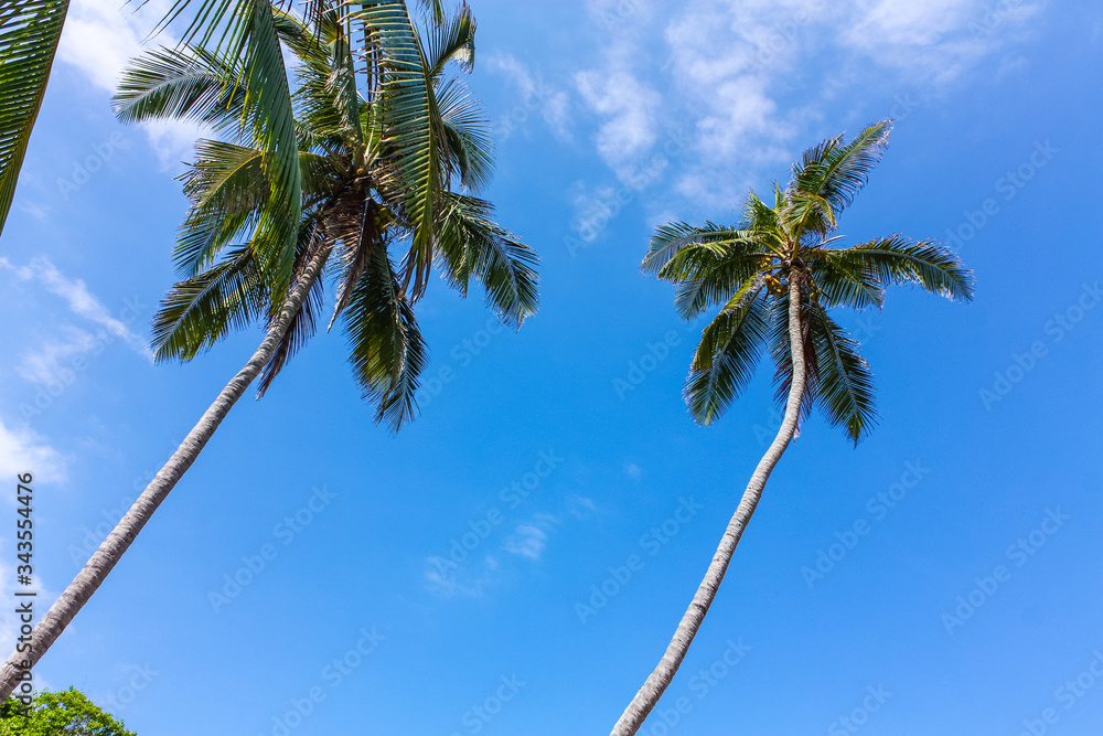 Naklejka premium Palm. Caribbean beach with tropical forest. Tayrona National Park. Colombia. Tayrona National Park is located in the Caribbean Region in Colombia.