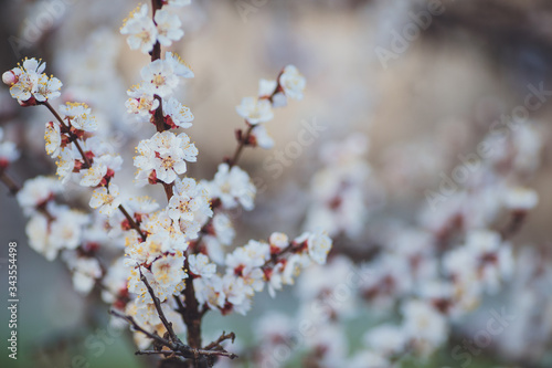 Spring flowering background. Apricot tree branch with flowers. Blooming tree branch with white flowers. Apricot flowers background.