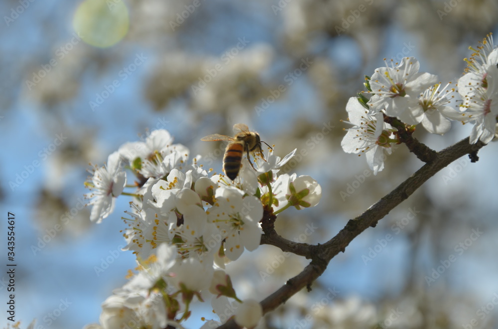 Flowering branch with flying bees
Flowering branch with flying bees