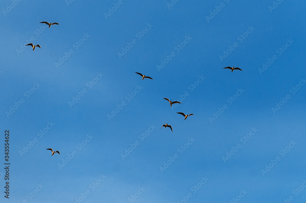 seagulls in the blue sky