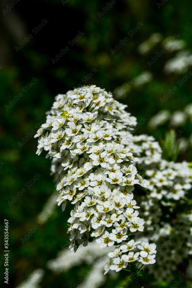 beautiful and delicate flowering shrubs beautiful and delicate flowering shrubs