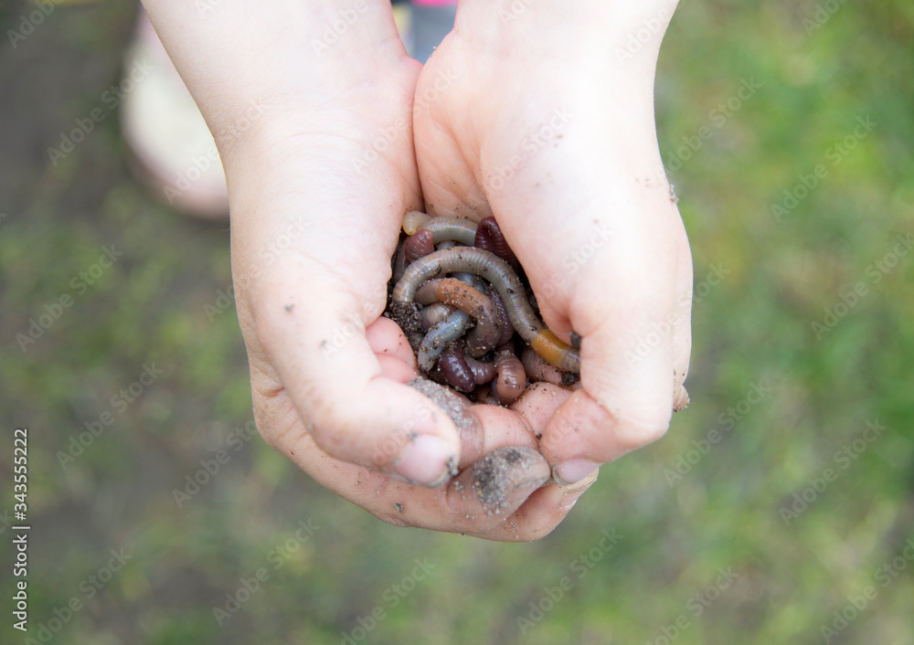 Two child hands holding Fertile soil and earthworms or nightcrawler Two child hands holding Fertile soil and earthworms or nightcrawler