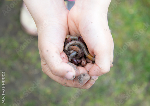 Two child hands holding Fertile soil and earthworms or nightcrawler