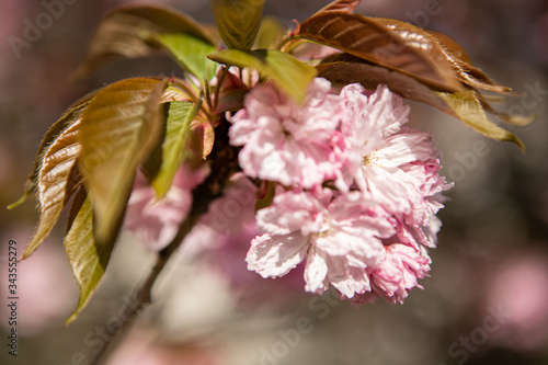 Full bloom Sakura - Cherry Blossom. Close-up sakura flowers 