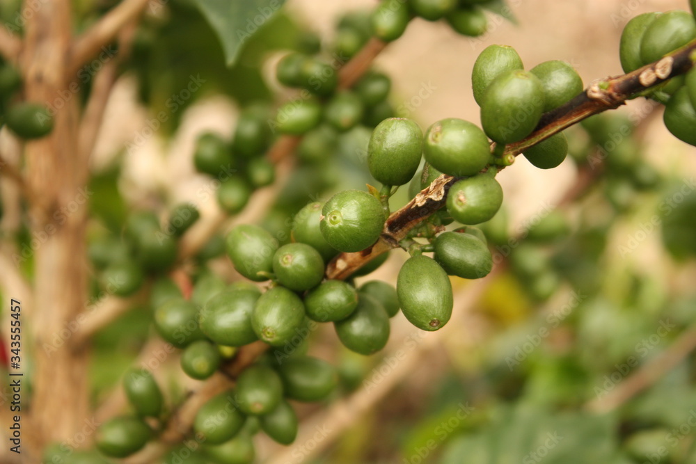 Colombian coffee plantation in the Andean valleys. Quimbaya, Quindio, Colombia. Triangle coffee