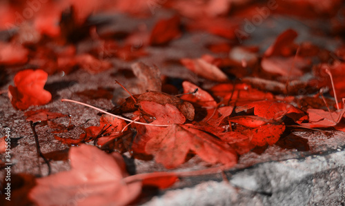 Photography red maple leaf on the ground
