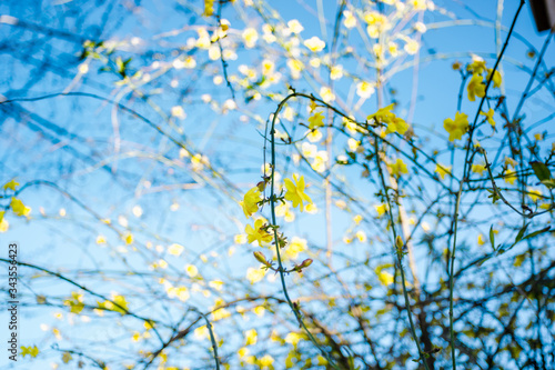 Intertwining of thin branches in bloom © Maria