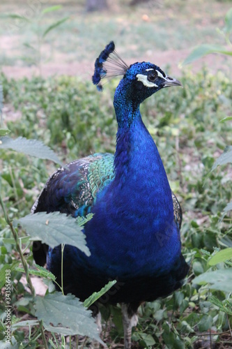 Wallpaper Mural Peacock Torontodigital.ca