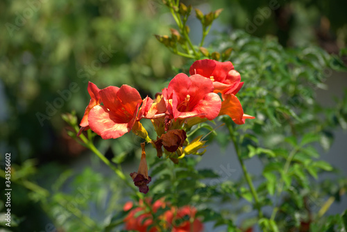 traditional flowers of Greece. organic without fertilizer and spraying