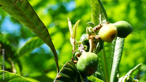 Loquat fruits (Eriobotrya japonica) on tree. This ancient fruit rich in vitamins, minerals and anti-oxidants, is grown in Japan for the past 1,000 years.