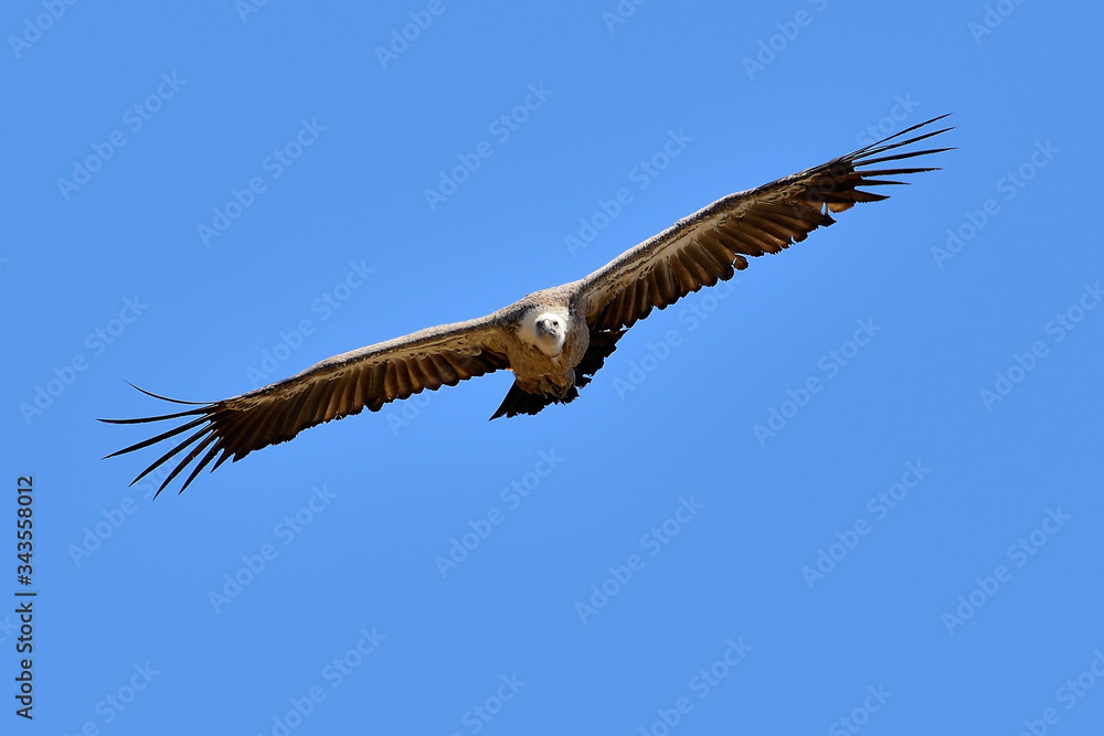 buitre leonado en vuelo sobre cielo azul (Gyps fulvus) Marbella Andalucía España buitre leonado en vuelo sobre cielo azul (Gyps fulvus) Marbella Andalucía España