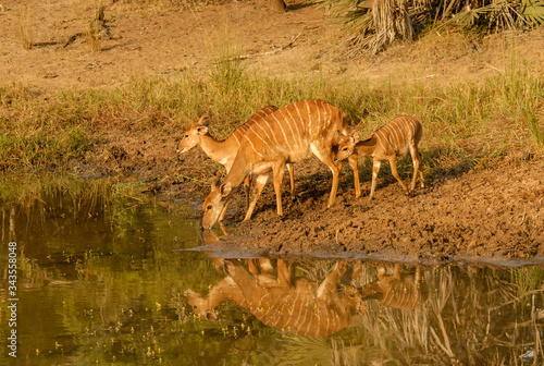 Nyala female buck and young drinking at watering hole  South Africa