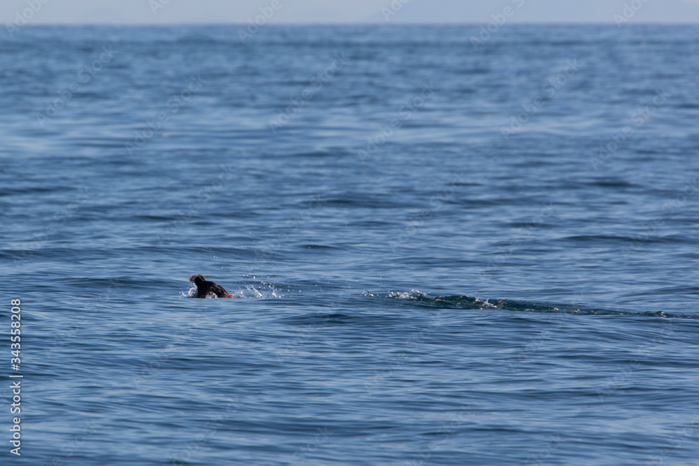 Fototapeta premium Die Wildnis von Kamtschatka - Sibirien - Russland