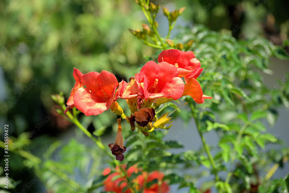 traditional flowers of Greece. organic without fertilizer and spraying traditional flowers of Greece. organic without fertilizer and spraying