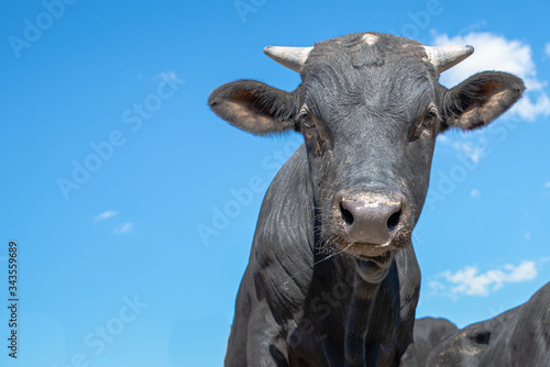 Portrait of heifer looking at camera, copy-space