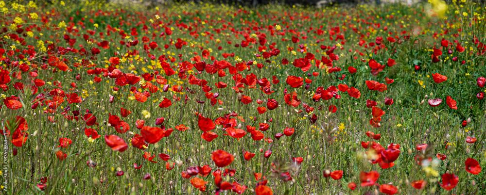 Poppy field, contrast of red and green. Ppaver Rhoeas