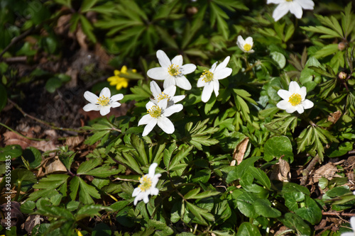 Close up of a group blossom wood anemones